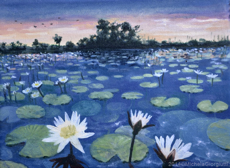 Distesa di ninfee lungo il delta del fiume Okavango Africa